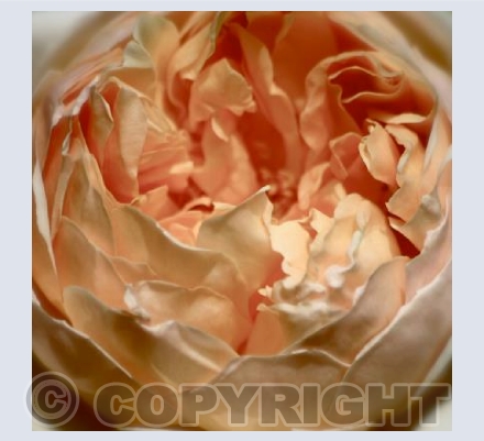LADY OF SHALOTT 