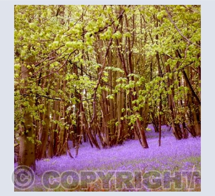 BLUEBELL SEA