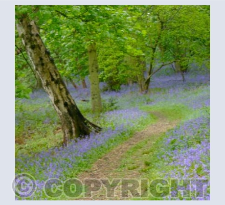 SHROPSHIRE BLUEBELLS