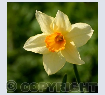   SPRING HERALD