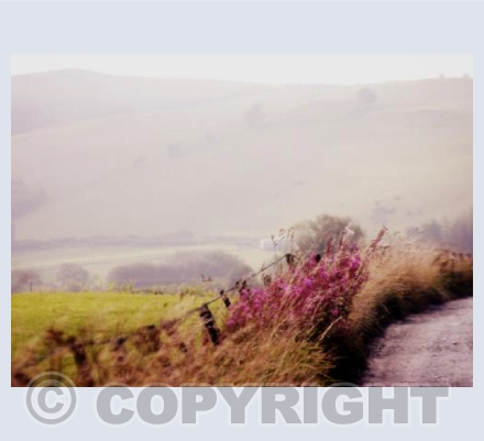FOXGLOVE LANE - Llidiartywaun 