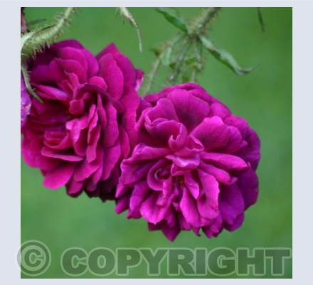 WILLIAM LOBB (David Austin Old Rose)