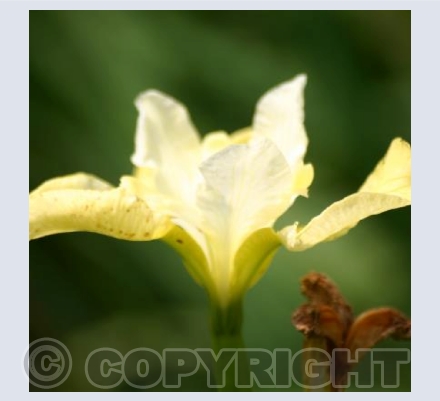 IRIS