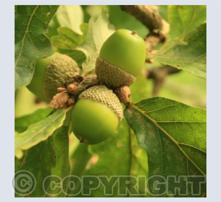 'MIGHTY OAKS FROM LITTLE ACORNS GROW'