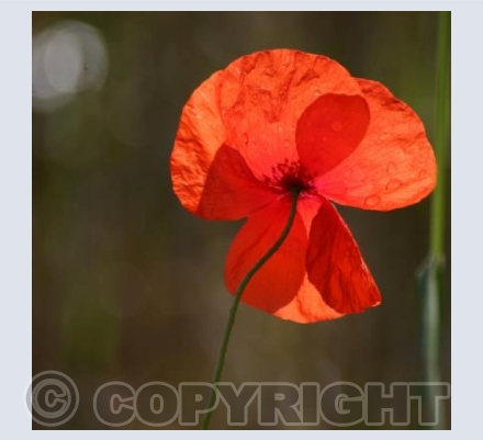 Poppy Power