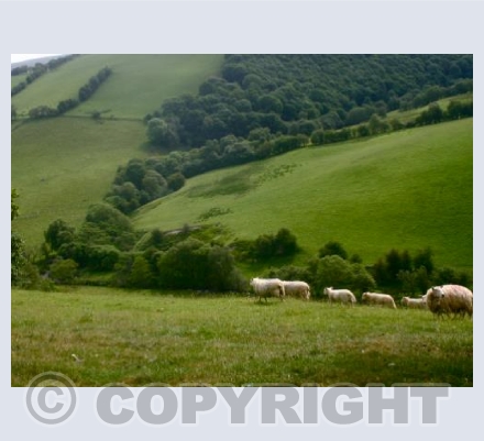  SPRING IN THE VALLEY, Powys Wales