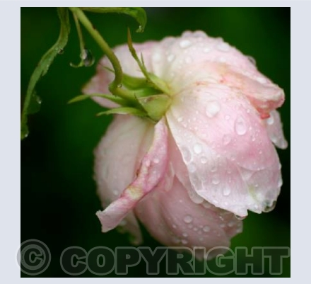 ROSE DEW