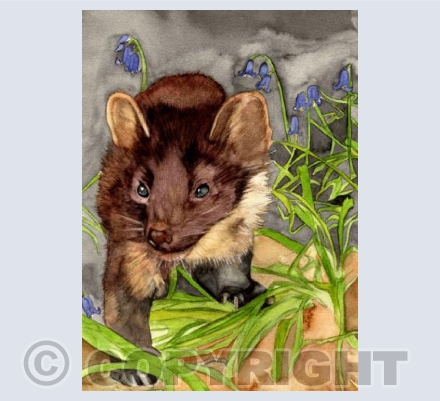 THREE SPOT THE PINE MARTEN by Zoe Spencer