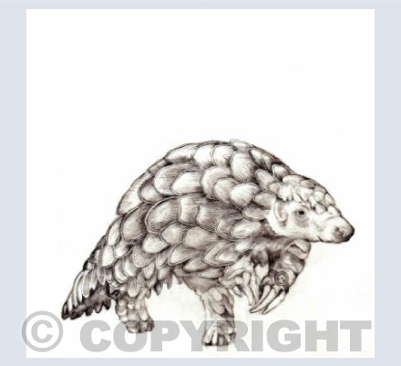 PANGOLIN