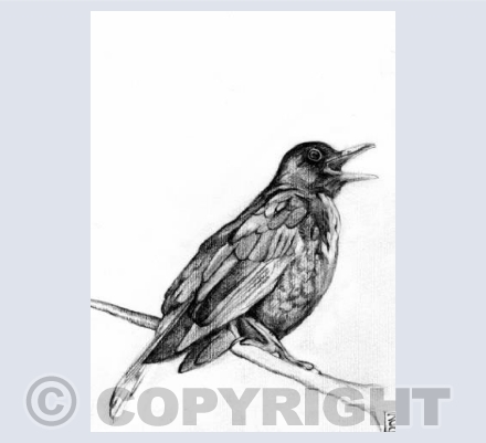  BLACK BIRD SING  
