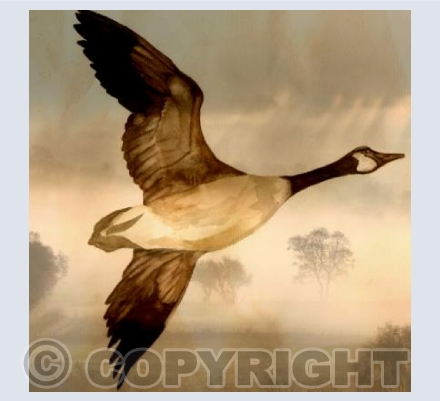 FLYING GOOSE