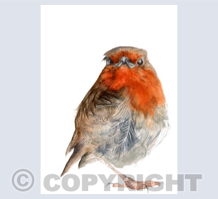 MR ROBIN
