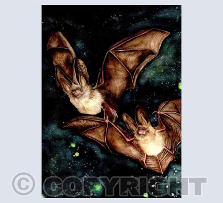 BROWN LONG EARED BATS