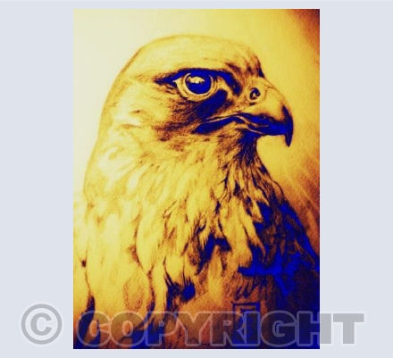PEREGRINE FALCON 