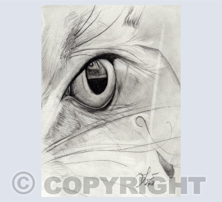 HARE EYE Study