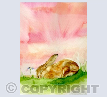 HAREBELL DREAMS 