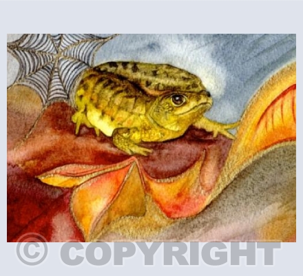PALAMATE NEWT  
