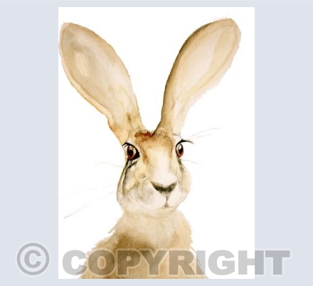 HEAR HARE