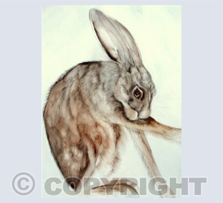 SELF CARE HARE