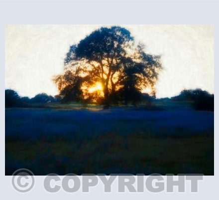 Solstice tree