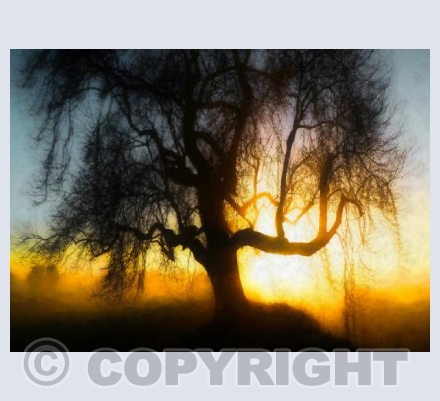 Mystic tree