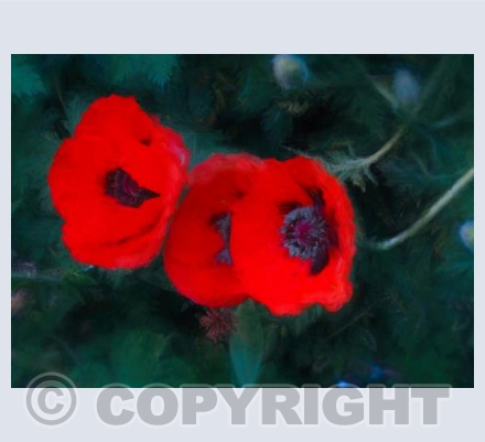 Scarlet poppies