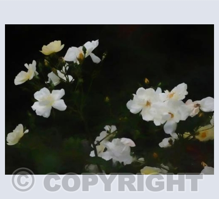 Pure white