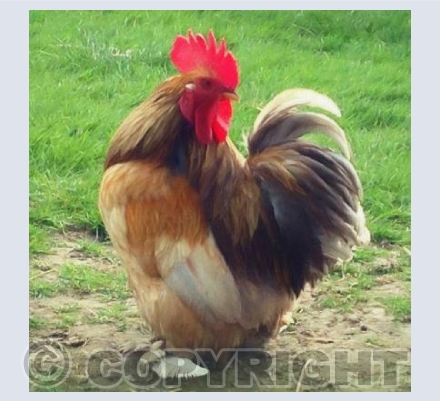 Proud cockerel
