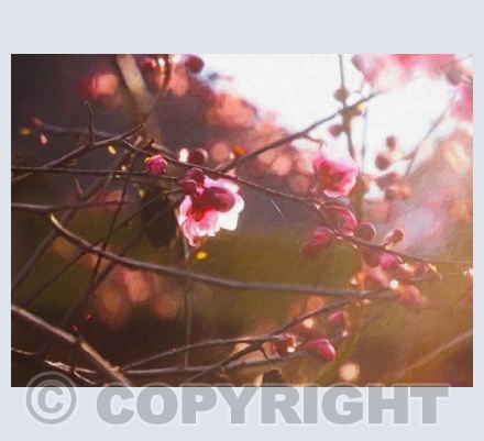 First light of spring