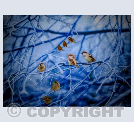 Wintertime Sparrows