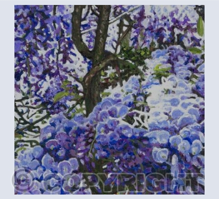 Blue Wisteria
