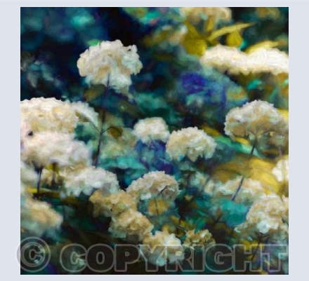 Heavenly hydrangeas