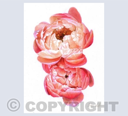 Peonies