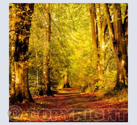 WL_09 An Autumn Walk