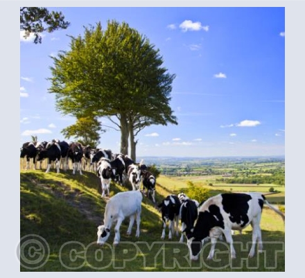 WL_18 Summer Grazing