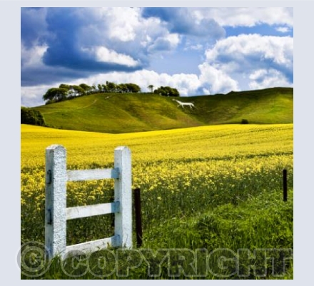 WL_32 The Horse in Spring