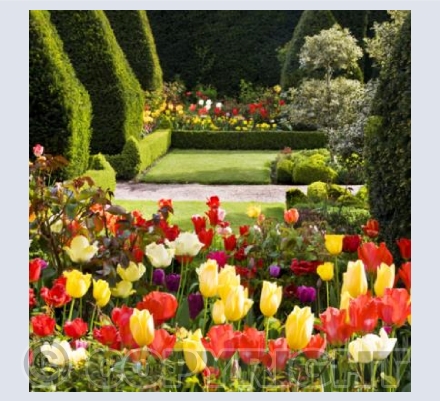 WG_08 Tulipmania