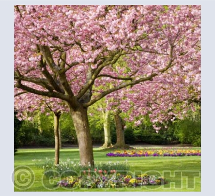 WG_10 Pretty in Pink