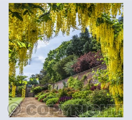 WG_26 Laburnam Arch