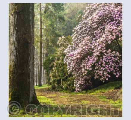 WG_27 Morning in the Woods