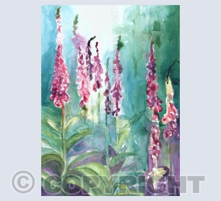 Foxgloves in glade 