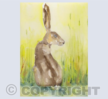 Sitting Hare
