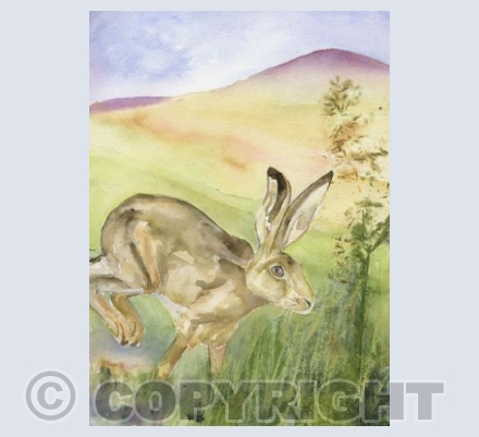 Hare on the Hill