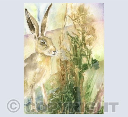 Meadow Hare