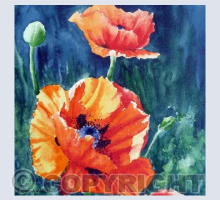 Flamenco Poppies