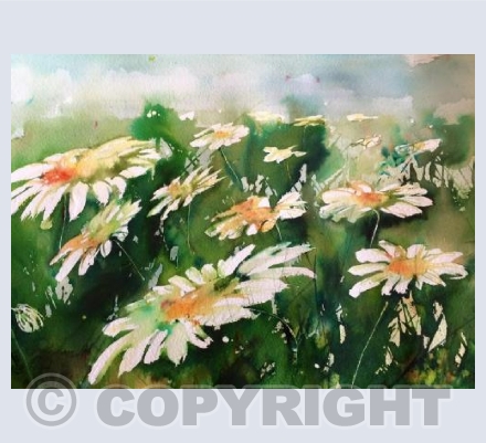 Daisies