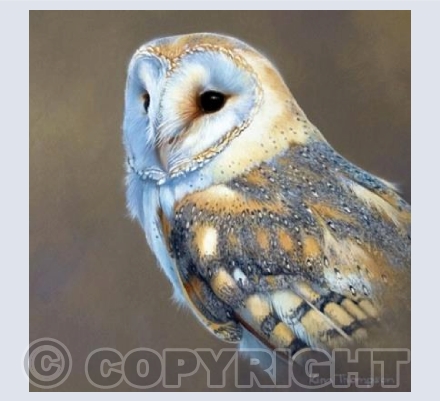 Silver Barn Owl