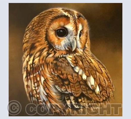 Tawny Owl