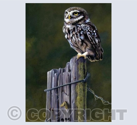 Little Owl Lookout
