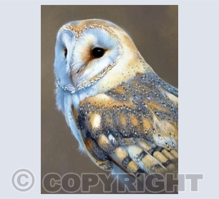 Silver Barn Owl A6